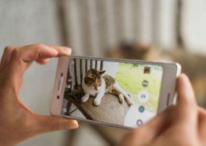 Capture memories of your pet's final days through photography or videography