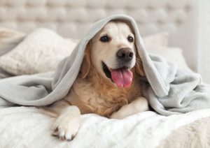 Ensure your pet feels comfortable during their final days by giving them a serene and pleasant environment to sleep in.