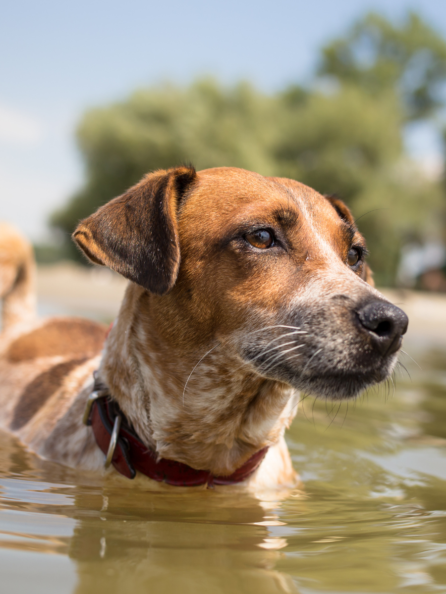 The Benefits of Aqua Cremation for Pets? The Green Mortician SG