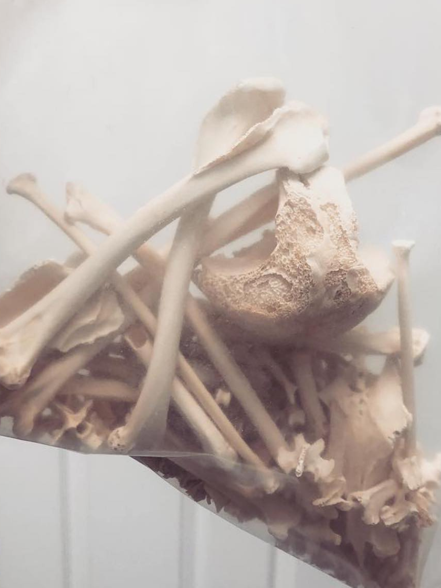 Bones before processing into ash